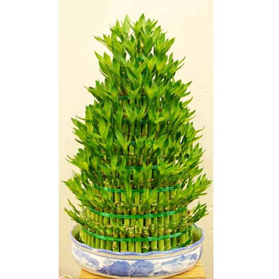 富贵竹用什么肥比较好 2-141225092223G8.jpg