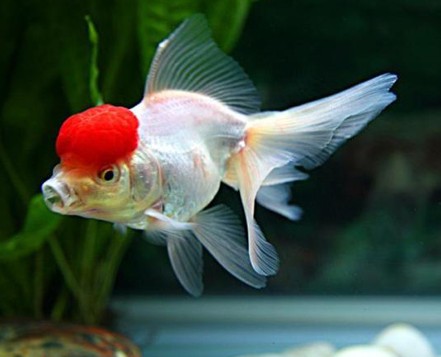 小鱼怎么养鱼 2-150105105941T2.jpg