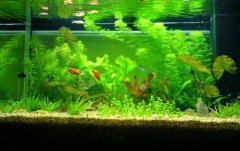 怎么养鱼才能养健康 2-150126092924Y7-lp.jpg