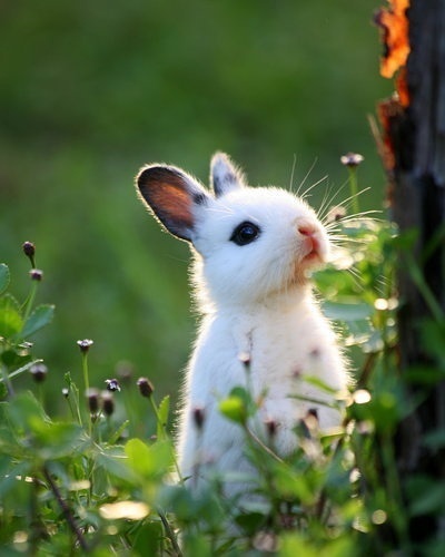 二月出生的属兔人命运好吗?