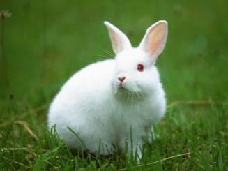 十一月出生的属兔人命运好吗?