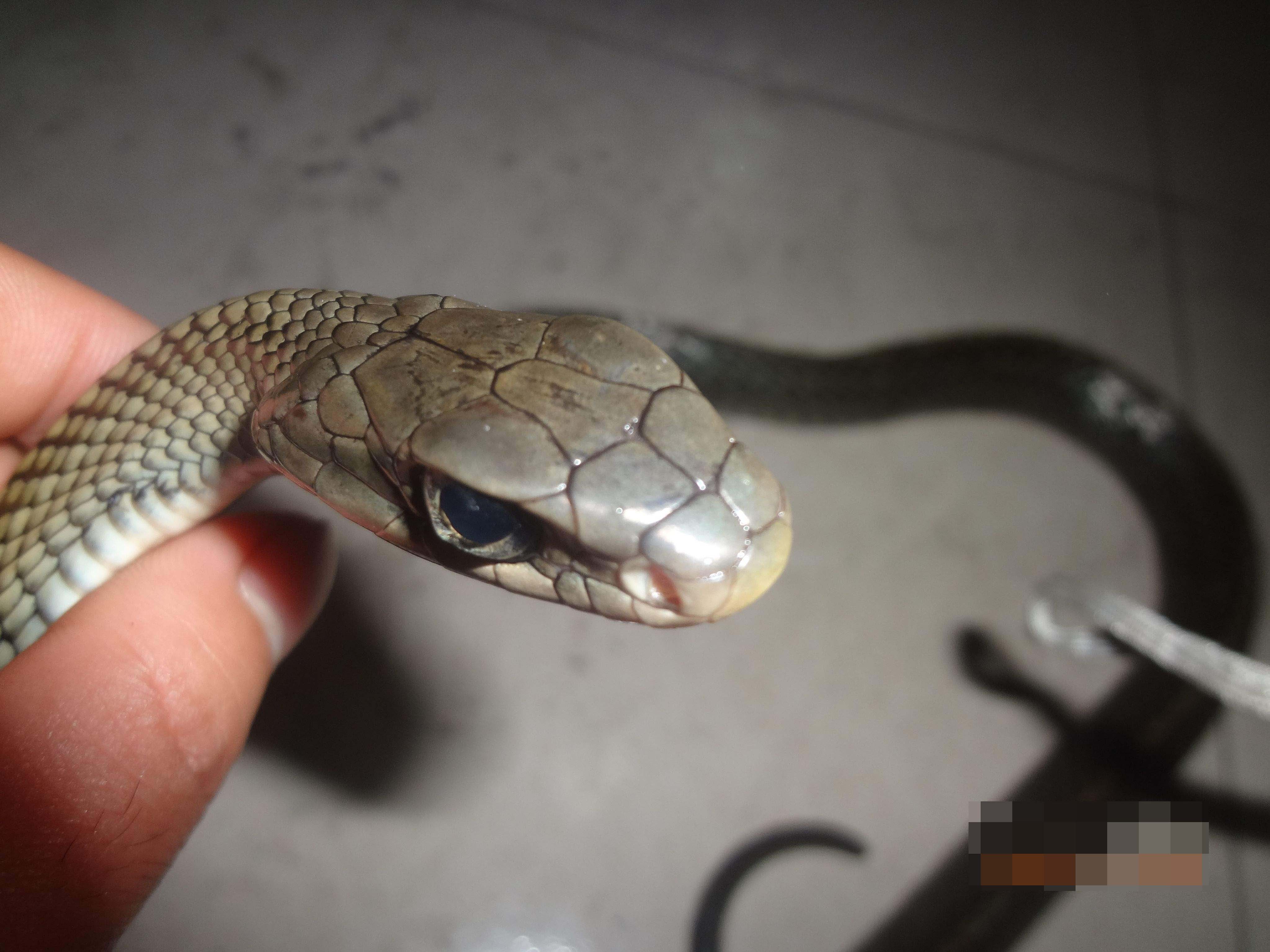 梦境之谜，梦见蛇打死了，究竟意味着什么？