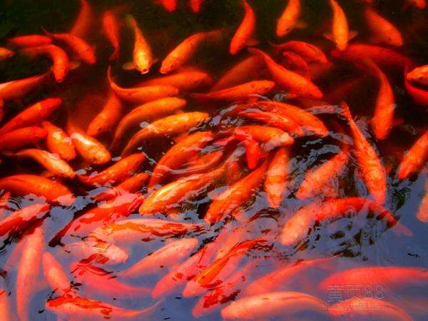 鲤鱼, 红鲤鱼在民间有吉祥的象征意义.