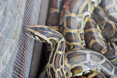 群力共除,梦中大蟒蛇的象征与解密 群力共除,梦中大蟒蛇的象征与解密