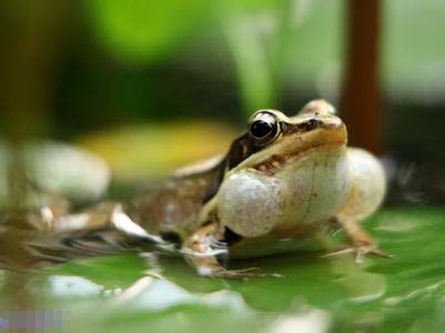 解梦之谜，青蛙掉水里淹死的寓意与启示