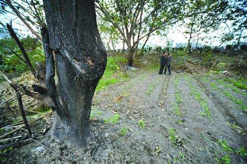 梦见坟地上种桃树，寓意与解析