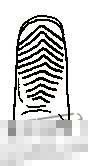 ū