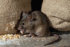 鼠人生于戌时命运好吗？