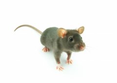 鼠人生于寅时命运好吗？
