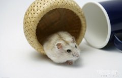 鼠人生于酉时命运好吗？