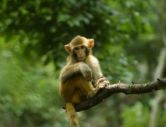 猴人生于辰时命运好吗？