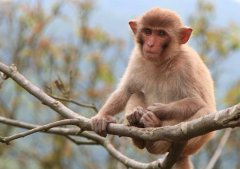 猴人生于巳时命运好吗？
