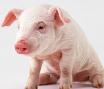 猪人生于巳时命运好吗？
