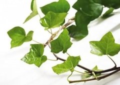 常青藤风水禁忌