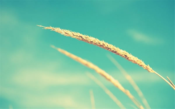 属兔人2025年运势及运程详解,2025年属兔人全年整体运程