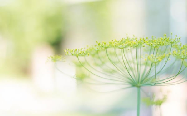 属鼠人2025年运势及运程详解,2025年属鼠人全年整体运程