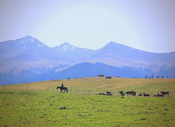 2010年属虎的人2025年生肖运势如何