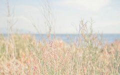 属鼠人2026年1月运势详解