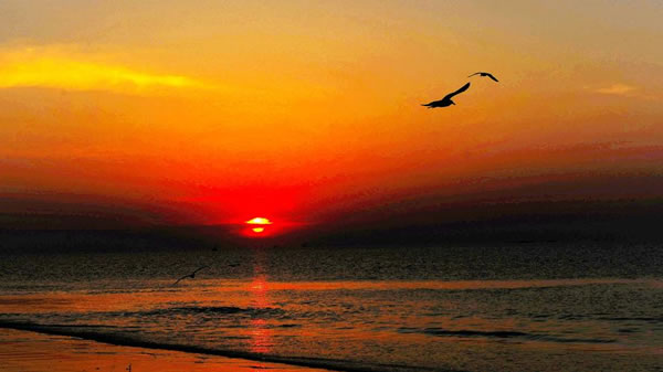 1949年属牛的人2026年生肖运势八字分析