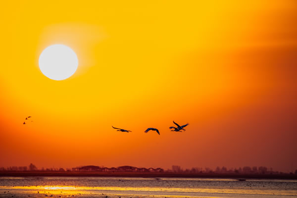 1957年属鸡的人2026年生肖运势八字分析